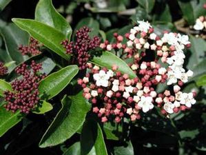 Viburnum tinus Spring Bouquet evergreen Laurustinus shrub