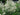 Buddleia loricata, mountain sagewood, narrow silver-backed evergreen leaves and creamy fragrant flower heads.