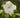 Camellia japonica