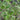Vitex trifolia Variegata shrub with purple flowers