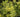 Osmanthus heterophyllus 'Goshiki'