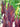 Eucomis comosa 'Sparkling Burgundy'