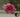 Camellia japonica x reticulata "Brian"