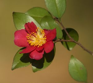 Camellia sasanqua 'Yuletide', single fire-red flower with a boss of golden stamens against glossy dark green foliage