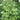 Exbucklandia populnea, rare evergreen tree with large glossy tulip-poplar-like leaves.