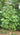 Exbucklandia populnea, rare evergreen tree with large glossy tulip-poplar-like leaves.