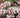 Kalmia latifolia 'Croft Carpet'