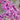 Cercis canadensis, eastern redbud, rosy-pink spring flowers clustered along a bare branch.