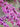 Cercis canadensis, eastern redbud, rosy-pink spring flowers clustered along a bare branch.