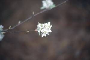 Amelanchier canadensis, shadblow serviceberry, white flowers in short upright clusters on bare gray wood in early spring