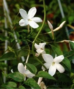 Jasminum officinale – Fragrant White Jasmine Vine for Warm Zones – Woodlanders