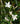 Jasminum officinale var. grandiflorum