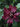 Calycanthus x raulstonii 'Hartlage Wine'