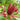 Calycanthus floridus 'Michael Lindsey', Carolina allspice, reddish-brown fragrant flower among glossy green leaves.