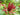 Calycanthus floridus 'Michael Lindsey', Carolina allspice, reddish-brown fragrant flower among glossy green leaves.