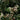 Viburnum obovatum Compactum dwarf evergreen shrub in bloom