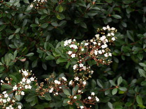 Viburnum obovatum Compactum dwarf evergreen shrub in bloom