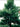 Tilia caroliniana