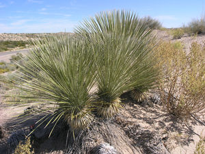 Yucca constricta Buckley Yucca with greenish-white flowers