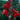 Java Red Weigela shrub with purple foliage and pink flowers