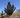 Yucca periculosa