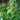 Cinnamomum burmannii, Indonesian cinnamon, glossy evergreen leaves of the cassia cinnamon tree.