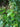 Cinnamomum burmannii, Indonesian cinnamon, glossy evergreen leaves of the cassia cinnamon tree.
