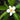 Gordlinia grandiflora tree with large white summer flowers