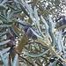 Narrow gray-green leaves of the Farga olive, silver beneath, on an ancient Spanish oil variety.