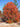 Quercus laevis
