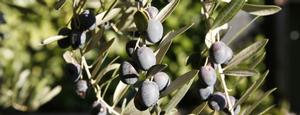 Silvery gray-green foliage of the Favarol olive, an old variety from the Garda Trentino in northern Italy.