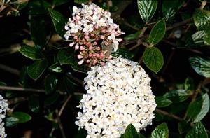 Fragrant Burkwood viburnum shrub with evergreen foliage