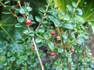 Ugni molinae Chilean Guava evergreen shrub with edible fruit