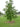 Quercus muehlenbergii