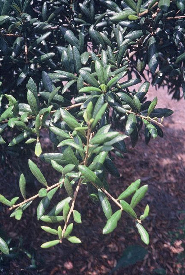 Quercus geminata, sand live oak, leathery dark evergreen leaves with margins rolled under on a dense evergreen oak.