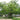 Zelkova serrata Japanese deciduous shade tree form