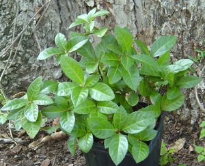 Ardisia japonica, marlberry, glossy dark green whorled leaves on a low spreading evergreen groundcover