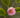 Camellia rosaeflora