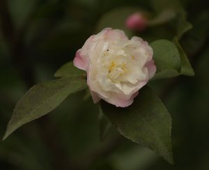 Camellia 'Cinnamon Cindy', fragrant hybrid camellia, rose-form white flower washed pink in the outer petals