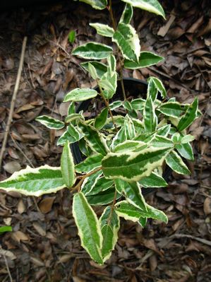 Elaeagnus pungens 'Variegata', variegated silverthorn, leathery wavy leaves with broad creamy-gold margins and silvered undersides