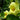 Hibiscus hamabo, hardy yellow hibiscus, open light yellow flower with a deep crimson throat above broad felted leaves