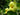 Hibiscus hamabo, hardy yellow hibiscus, open light yellow flower with a deep crimson throat above broad felted leaves