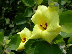 Hibiscus hamabo, hardy yellow hibiscus, open light yellow flower with a deep crimson throat above broad felted leaves