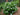Hydrangea macrophylla ‘Mariesii’