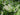 Itea chinensis