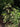 Itea virginica ‘Longspire’