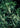 Clethra barbinervis