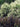 Ligustrum quihoui
