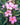 Nerium oleander 'Hardy Pink'