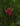 Nerium oleander 'Hardy Red'